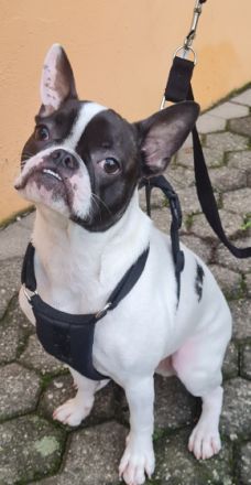 Miki, Leider müssen wir für unsere französische