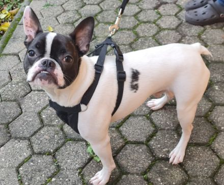 Miki, Leider müssen wir für unsere französische