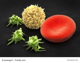 Weiterbildung für Hundeernährungsberater*innen