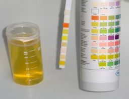 Weiterbildung für Hundeernährungsberater*innen