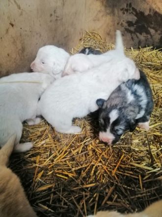 Am 18.11.2022 sind unsere Reinrassigen