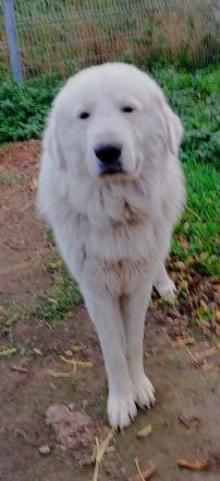 Am 18.11.2022 sind unsere Reinrassigen