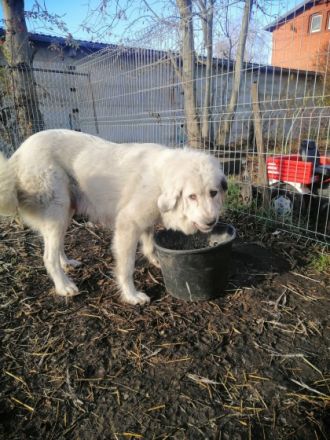 Am 18.11.2022 sind unsere Reinrassigen