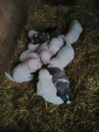 Am 18.11.2022 sind unsere Reinrassigen