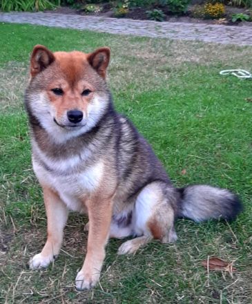 Quito vom Dresdner Elbufer (Deckerfahrung)