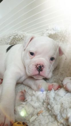 Meine Olde English Bulldog Hündin hat Welpen bekommen,