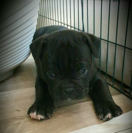 Meine Olde English Bulldog Hündin hat Welpen bekommen,