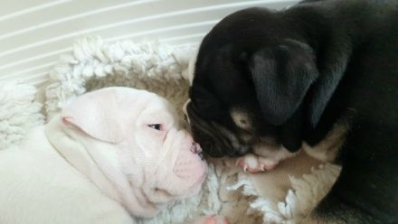 Meine Olde English Bulldog Hündin hat Welpen bekommen,