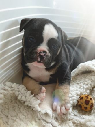 Meine Olde English Bulldog Hündin hat Welpen bekommen,