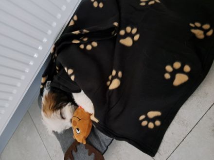 Hund zu verkaufen, 12 Wochen.kann gerne besichtigt