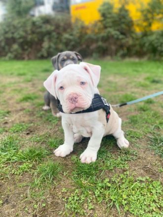 Aus gesundheitlichen Gründen müssen wir uns leider von