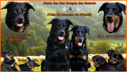 Wir planen unseren T-Wurf für Frühjahr 2024 mit Mia und