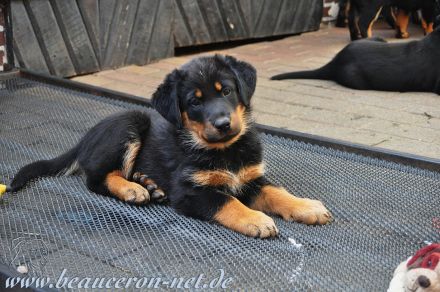 Wir planen unseren T-Wurf für Frühjahr 2024 mit Mia und