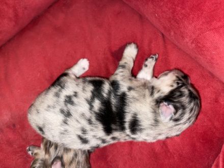 Hallo unsere süße Merle 2 Jahre alt hat am 26.11.22