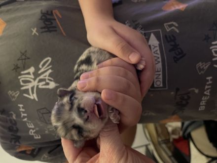 Hallo unsere süße Merle 2 Jahre alt hat am 26.11.22