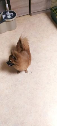 ich verkaufe meinen welpen, sie hat die anatomie eines