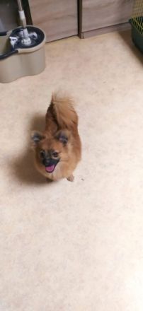 ich verkaufe meinen welpen, sie hat die anatomie eines