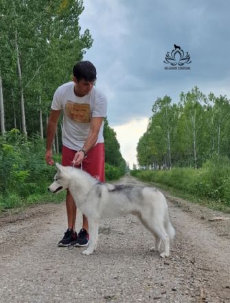 BELLAHUSK'S Le Roy, Unser Junge ist bereit für neues