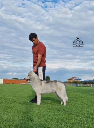 BELLAHUSK'S Le Roy, Unser Junge ist bereit für neues