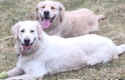 Unsere Welpeneltern sind nach 2Jahren noch einmal