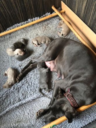 Unsere Welpen sind geboren am 04.12.2022. 3 Mädels und