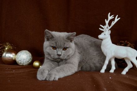 Wir sind eine kleine Britenbande. Wir sind Anfang Juni