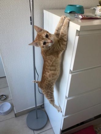 Lucky und Stupsie, 50321 Brühl Tadaaaaaaa und