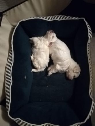 Zwei kleine Mini Malteser Mädchen Lola und Lala sind