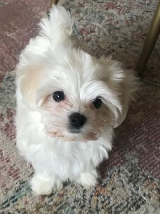 Zwei kleine Mini Malteser Mädchen Lola und Lala sind