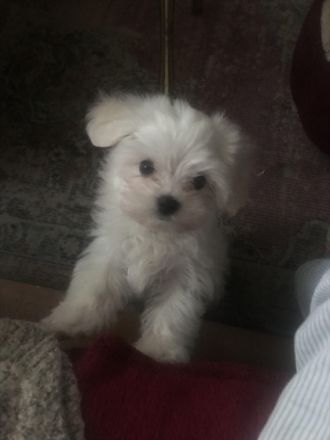 Zwei kleine Mini Malteser Mädchen Lola und Lala sind