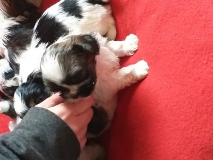 Süße kleine wuschel Welpen suchen neuen Wirkungskreis.