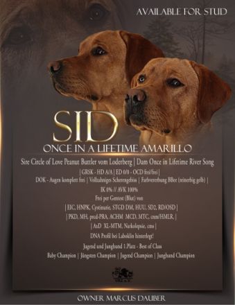 Once in a Lifetime Amarillo - „Sid“