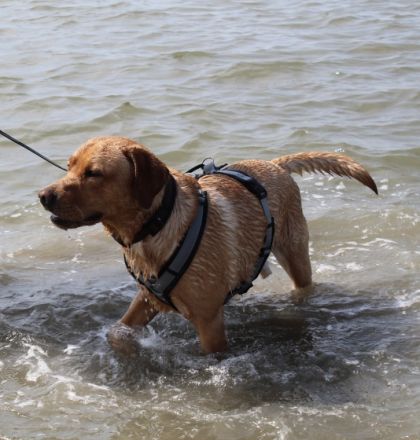 Once in a Lifetime Amarillo - „Sid“