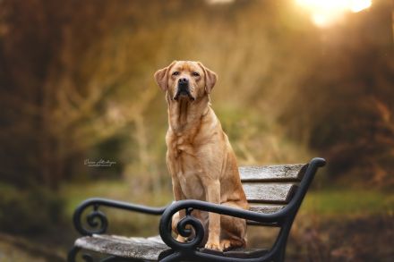 Once in a Lifetime Amarillo - „Sid“