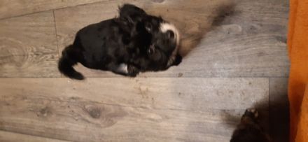 Chinesischer Schopfhund, Welpen