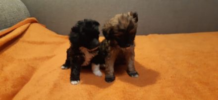 Chinesischer Schopfhund, Welpen