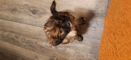 Chinesischer Schopfhund, Welpen