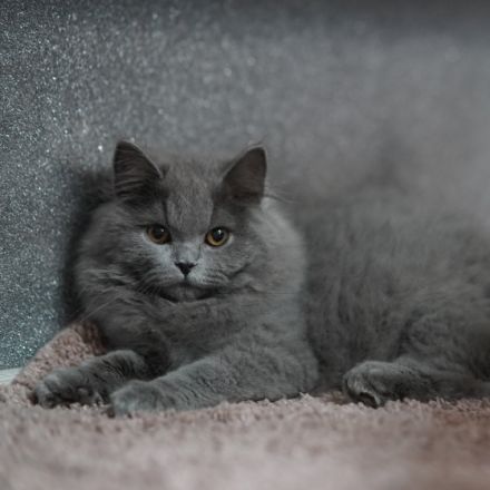 Ich möchte Euch heute unser Baby-Gladiator vorstellen.