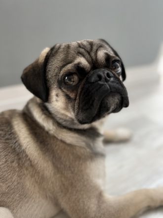 Mops Deckrüde nach altdeutschem Vorbild