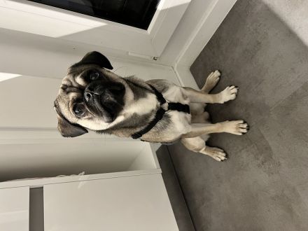 Mops Deckrüde nach altdeutschem Vorbild