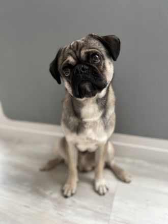 Mops Deckrüde nach altdeutschem Vorbild