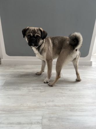 Mops Deckrüde nach altdeutschem Vorbild