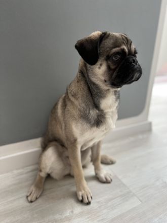 Mops Deckrüde nach altdeutschem Vorbild