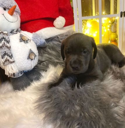 Unsere wunderschönen Labrador x Ridgeback Welpen suchen