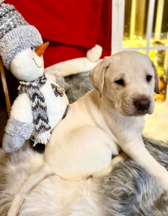 Unsere wunderschönen Labrador x Ridgeback Welpen suchen