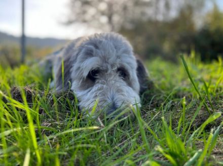 Doodle, Colliepoo, Cadoodle George wurde am 13.05.2021