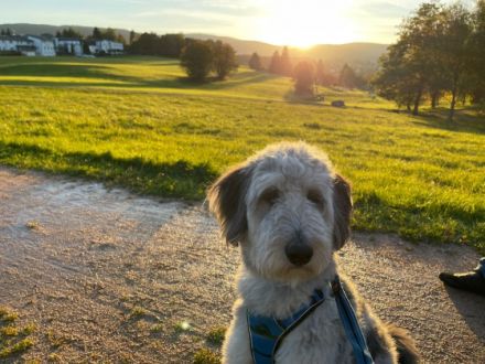 Doodle, Colliepoo, Cadoodle George wurde am 13.05.2021