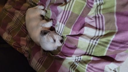 Hallo ,wir suchen ein neuen Kuschelplatz auf Lebenszeit