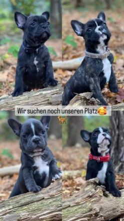 Hi ihr Lieben am 23.09.2022 hat unsere Hündin per