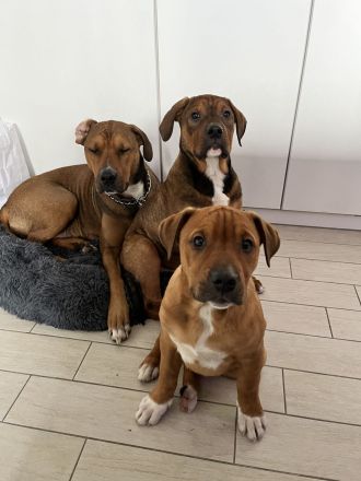 Wir suchen für unsere Welpen ein tolles zu Hause